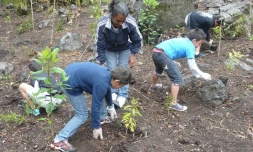 Replantation Salazie