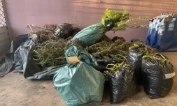  Gendarmerie : démentèlement d'un réseau local de trafic de stupéfiants 