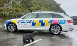 Cette photo prise le 27 septembre 2026 et diffusée le 28 septembre par la police néo-zélandaise montre un phoque traversant une route à Wellington ( NEW ZEALAND POLICE / Handout )