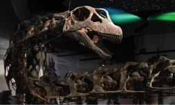  Une maquette du squelette du Nagatitan chaiyaphumensis, le plus grand dinosaure de Thaïlande, au musée Thainosaur de Bangkok le 15 mai 2026. © Lillian Suwanrumpha, AFP 
