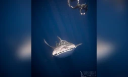 Stage de recherche requins baleine à Mada