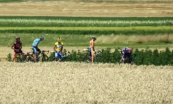 L'urine humaine, un engrais inattendu, mais efficace et moins polluant 