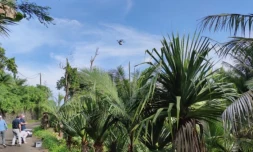 Cirad lacher moustiques