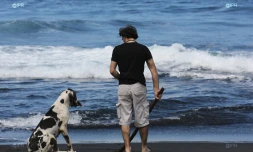 Chien à la plage