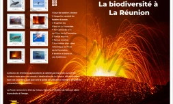 La Poste : huit timbres pour valoriser le volcan et la faune marine de La Réunion [?]