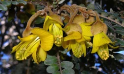 Flore exceptionnelle 