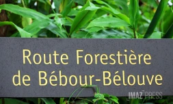 forêt de bébour bélouve