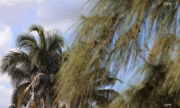 météo réunion 
