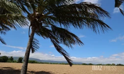 paysages cocotiers 
