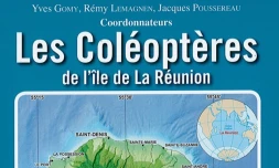 Coléoptères 