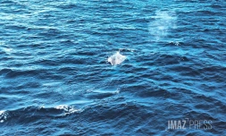 baleine Ă  saint pierre