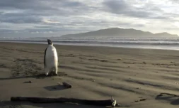 Photo de manchot empereur prise en Nouvelle-Zelande le 20 juin 2011 ( DEPARTMENT OF CONSERVATION / Richard Gill )