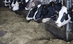 vaches en étable 