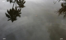 pluie 