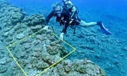 Le miracle de la colonisation corallienne