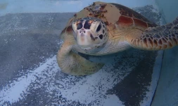Choc avec un bateau : la tortue Choka se remet doucement
