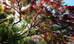 flamboyants