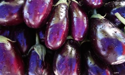 légumes et fruits 