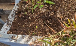 plantes endommagées