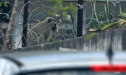Ils tentent de capturer un singe, au Port