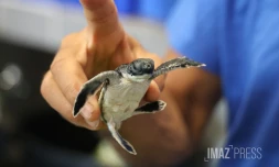 Bébés tortues