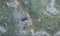 Requin juvénile de l\'Ermitage