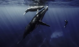 Film Quand baleines et tortues nous montrent le chemin Rémy Tézier