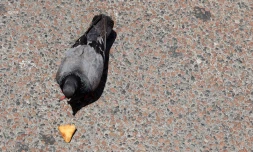 l'histoire du pigeon