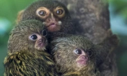 Des ouistitis au zoo de Mulhouse dans l'Est de la France, en juin 2020 ( AFP / SEBASTIEN BOZON )