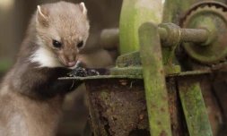 Le Conseil d'Etat a annulé le classement en espÚces nuisibles de la fouine en Dordogne, Eure-et-Loir, IsÚre, Seine-Maritime et RhÎne