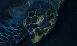 Cap Lahoussaye : la tortue Honu photographié avec un hameçon dans le bec