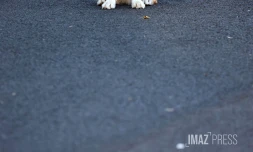 chien