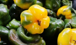 Fruits et légumes