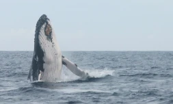 Baleine photographiée à saint-pierre par globice 28 juillet 2020