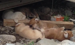 Une chienne et ses chiots en danger Ă Sainte-Clotilde