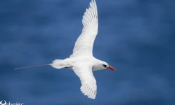 Paille en queue brins rouges