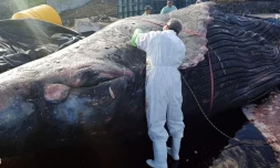 Baleineau, Billy, autopsie, échoué, baleine juvénile