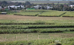 agriculture canne sainte-marie