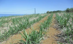 Paille dense pour protéger les sols