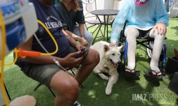 Au CHU, les animaux s'invitent en hématologie pour 