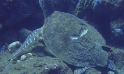 Victime d'une collision : le pronostic vitale de la tortue est toujours engagé