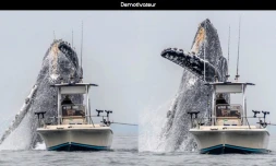 Une baleine Ă  bosse saute Ă  quelques mĂštres d'un bateau de pĂȘcheur