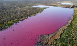 lagune rose produits chimiques