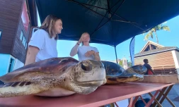 Saint-Gilles : journée de sensibilisation à la protection des tortues marines