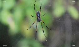 Araignée 