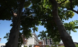 Clinique les tamarins