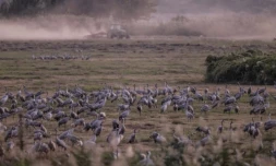 Dans la vallée de la Houla (nord d'Israël), la nature paie un lourd tribut à la guerre entre le Hezbollah et l'armée israélienne, le 29 octobre 2024 ( AFP / Menahem Kahana )