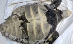 Une nouvelle tortue retrouvée morte
