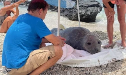 Bibi à Saint-Gilles