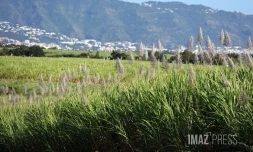 cannes à sucre 